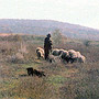 манастирското стадо овци